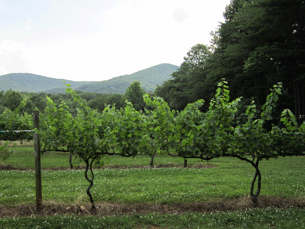 Exploring Dog-Friendly Vineyards in the North Georgia Mountains