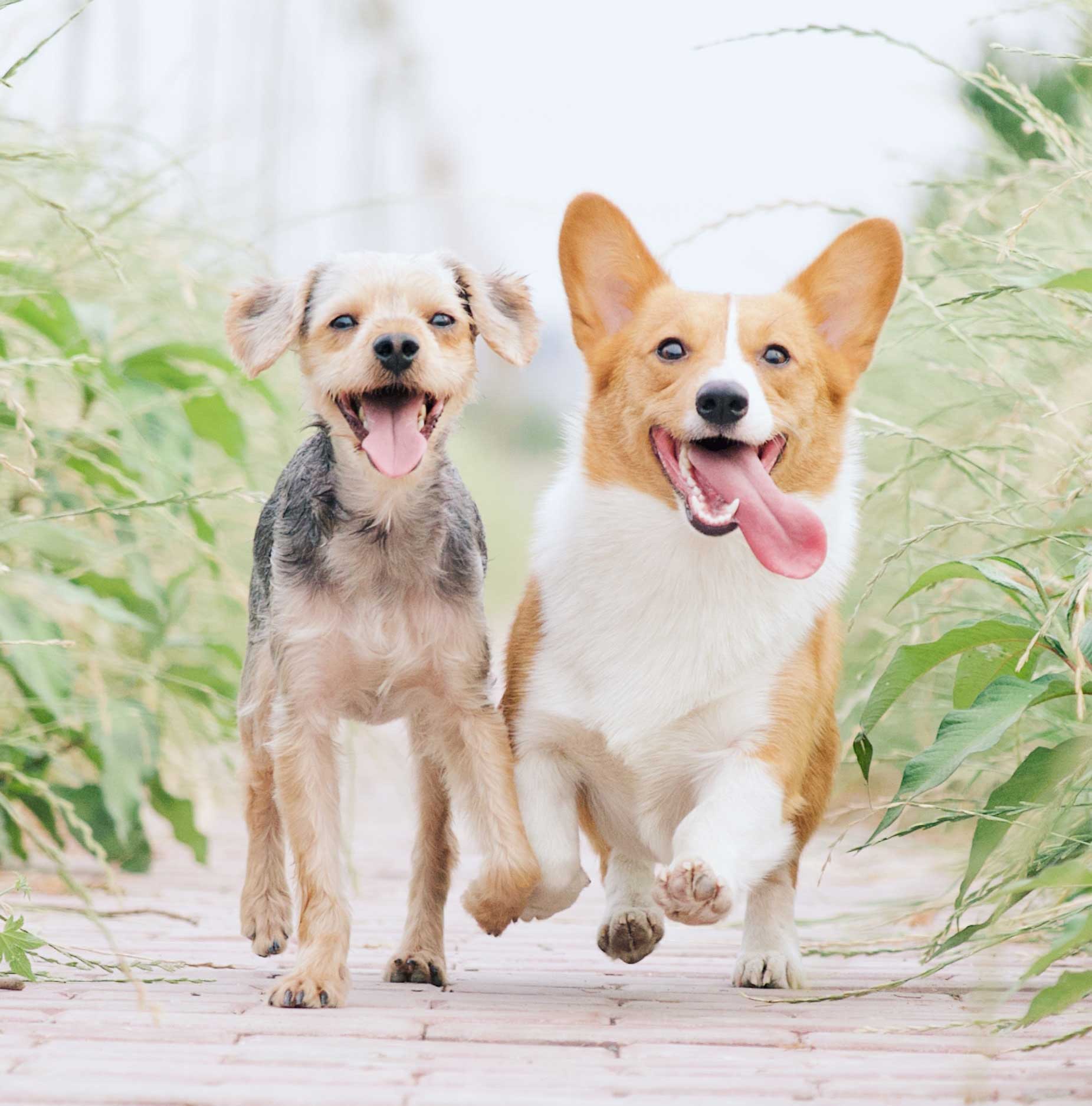 Dog-Friendly Events Make Big Comeback for Spring 2022