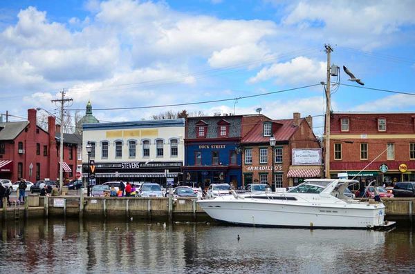 Exploring Dog-Friendly Vineyards Near Annapolis, Maryland